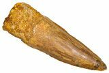 Fossil Spinosaurus Tooth - Real Dinosaur Tooth #381000-1